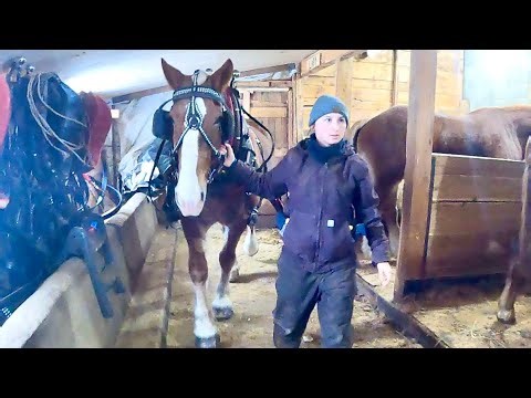 We have a SPECIAL HELPER back at the farm!! // Draft Horse Training #422