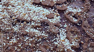 Ants save their colony from death. Parents care for offspring. The internal structure of the anthill. Industriousness and perseverance concept.