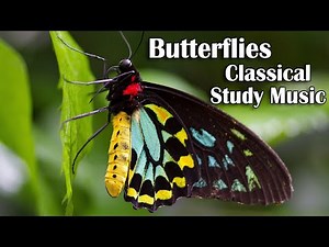 Beautiful Butterflies and Elegant Classical Music Playlist - Music for Study Work and Relaxation