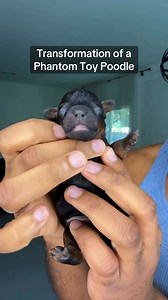 3.2K views · 19 reactions | Phantom Poodle Transformation #poodle #toypoodle #puppy #phantompoodle #xdesignerbreeds #xpurebreds #reels #dallas #texas #dogbreeder | X-Designer Breeds | Facebook