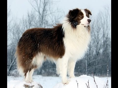 Border Collie Tribute