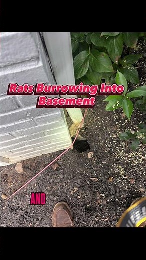Rat Burrow at Foundation | How We Stop Rodents with Steel Trench Barriers