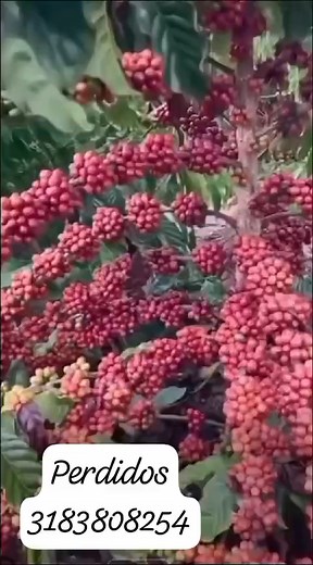 93K views · 1.6K reactions | Robusta mejorada | Proveedores de semillas de CAFE | Facebook