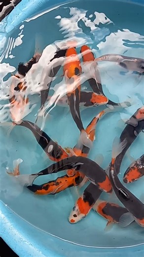 These are all Beni Kumonryu Koi, though the difference between them is drastic. They are all lovely but some are amazing. The three colors will morph during the life of the koi, always giving you something to look forward to. Now at Underwater Environments. | Underwater Environments