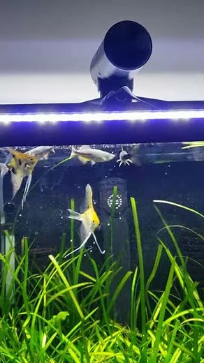 Zacro CY-019 Intelligent fish Feeder