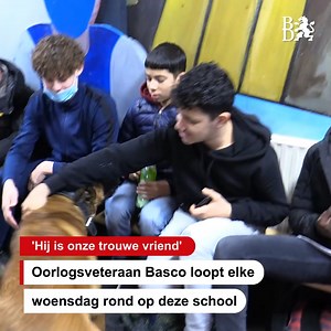 563K views · 9.2K reactions | Een hond op school. Dat wil toch iedereen?  Hond Basco huppelt elke woensdag achter conciërge Fred aan op het Cambreur College in Dongen. De viervoeter volgt hem overal en helpt leerlingen die een slechte dag hebben. ,,Basco zoekt leerlingen op die niet goed in hun vel zitten. Hij brengt een stukje rust en vrolijkheid." | Brabants Dagblad | Facebook