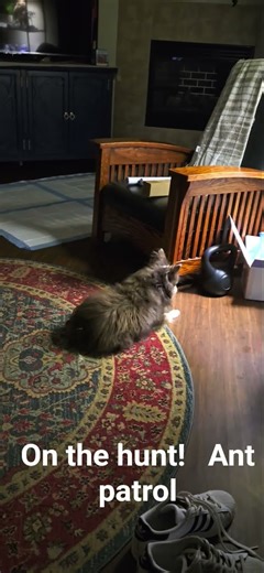 mini Australian shepherd