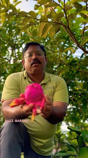 DRAGON FRUIT ‪@razzgarden‬ 9562600777
