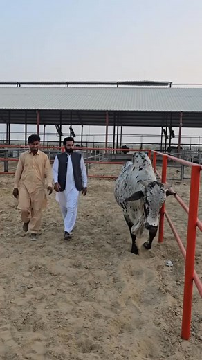 8K views · 375 reactions | Dayzee Farm Khairpur! Hera Bull! Cholistani Breeding Bull! | Cholistani Breeder | Facebook