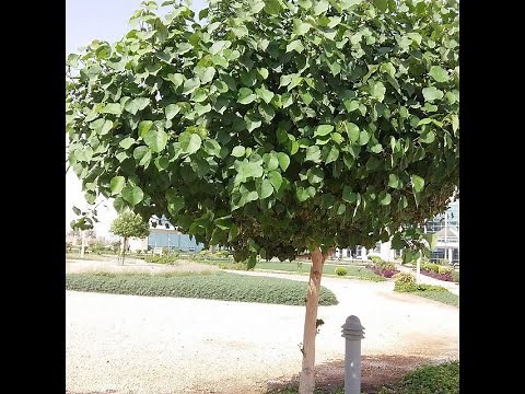 تقليم شجرة الخبيز الساحلي وتعقيل اغصانها