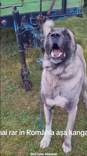 large dog breed guard dog Sheep Guard Dog Security Dog Protection dog Strongest dog breed