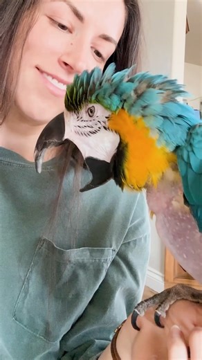107K views · 2.8K reactions | After 26 years locked away… could this parrot ever trust again? Special thanks to Kelsey and Louie: @kelseyacave #parrot #rescueparrot #animalrescue #cuddlebuddies | Cuddle Buddies | Facebook