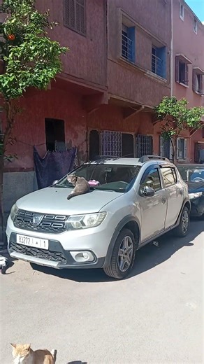 Cute Feral Cats Napping After a Hearty Meal 🐾 | Street Cats Life