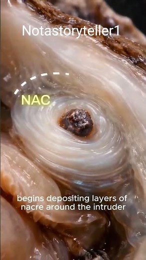 How Pearls Are Made Inside Oysters - The Truth Is Wild #oysters #oysterlife