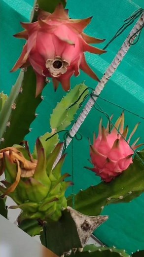 How Dragon Fruit Grows from Flower to Fruit 🍓 | From Bloom to Fruit in 30 days #dragonfruit #shorts