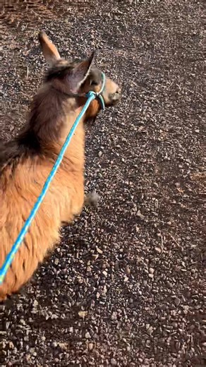 Not to bad for the first time on a harness. #goats #farmlife | Wendy Hudson McInnis