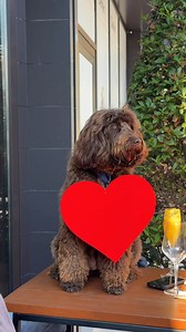 80K views · 161 reactions | Vibes on. Music up. Atmosphere just right. In Porto Montenegro, there’s always a reason to stay in the moment. And with Valentine’s Day around the corner, love is just another note in the mix. | Porto Montenegro | Facebook