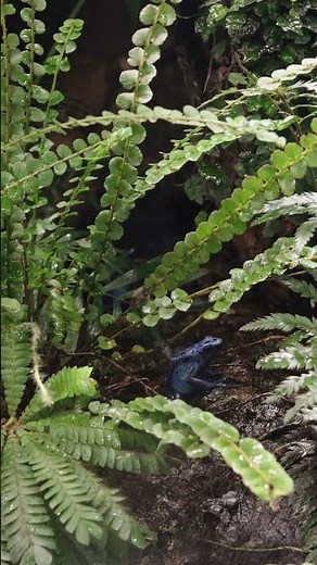 Dendrobates tinctorius “Azureus” – Der blaue Pfeilgiftfrosch im Terrarium 🐸💙
