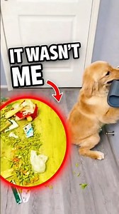 4 DOGS. 4 LIFE LESSONS.