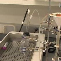 Video: In vivo Liver Endocytosis Followed by Purification of Liver Cells by Liver Perfusion