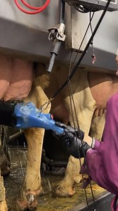 171K views · 401 reactions | Advanced Dairy Milking Technologies on the Modern Farm #cow #Reels #FacebookReels #ShortVideos #VideoContent #ViralVideos #Trending #Entertainment #FunTimes #CreativeContent #InstaReels #ExplorePage #SocialMedia #DigitalContent #VideoOfTheDay #ShareTheJoy #fyp #boom | Tammie Martinez | Facebook