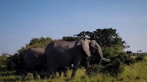 447K views · 9.3K reactions | Bagh Dushkhel on Reels | Facebook