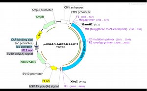 5分钟掌握Megaprimer和overlap重叠延伸pcr定点突变（纯干货）