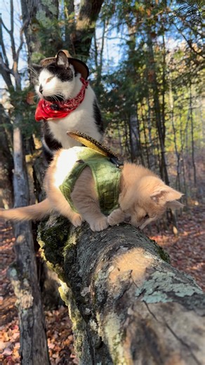 Meowdy purrtners. Gnawing on a tree until a critical chipmunk infraction was spotted 🧐 If you’re a fan of Jack Spicer’s kitty cat cowboy content please consider subscribing or joining his Patreon linked in bio 😊 everything helps ❤️ #cat #cats #catlover #catsofinstagram #catlovers #cats_of_instagram #kittycat #tuxedocat #kitty #catlife | Aaron Apps