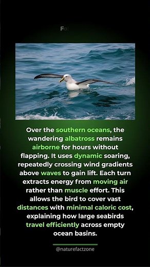 The bird that flies without flapping. The wandering albatross uses dynamic soaring to...