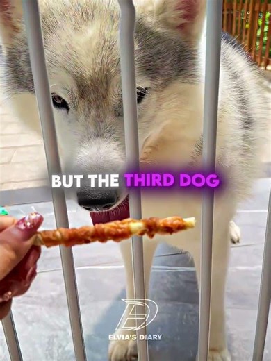 Three smart dogs solving a puzzle 🐾🐶