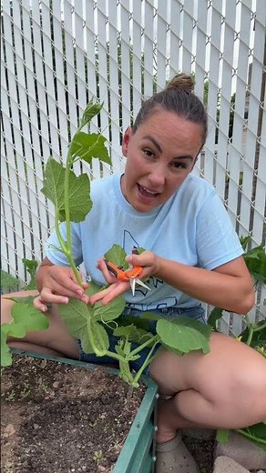 Growing butternut squash #gardening