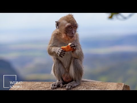 Facts about Crab Eating Macaque one of the most widespread primate species in the world
