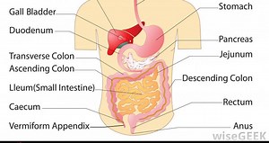 Digestive System