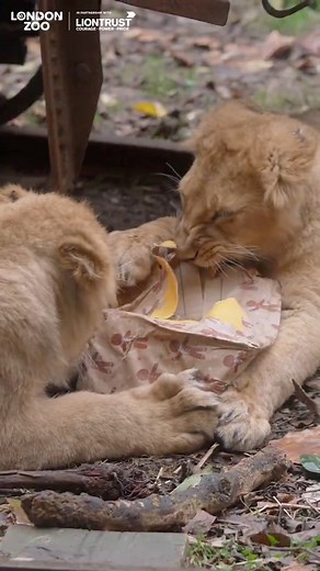 37K views · 1K reactions | Christmas with the cubs  Only 600 to 700...