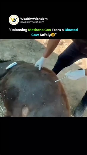 Wealth | Finance | Tech on Instagram: "Bloating isn't just uncomfortable for cattle—it hurts productivity. By managing diets and monitoring health, we can prevent dangerous gas buildup. The result? Healthier herds, higher yields, and reduced emissions. Media: unknown (DM FOR CREDIT OR REMOVAL) #FarmHealth #SustainableAg #CattleCare #FarmingTips #didyouknow #wealthywishdom"