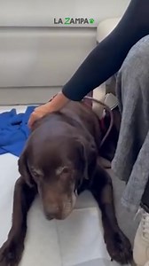 Cani che viaggiano in aereo, non in stiva, ma accanto ai loro proprietari e senza trasportino. Anche quelli di oltre 10 chili, come previsto dalle nuove linee guida diffuse mesi fa dall'Enac. La prima volta è avvenuta il 23 settembre su un volo da Milano Linate diretto a Roma Fiumicino. Si tratta dei cani Moka e Honey."Le compagnie aeree - a maggio spiegava l'Ente Nazionale per l'Aviazione Civile - sono libere di aderire alle nuove regole". Tra queste: dovranno essere vicino al finestrino. Vieta