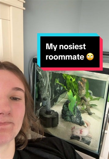 My nosiest roommate 🙄 #axolotl #axolotlsoftiktok | Axolotl