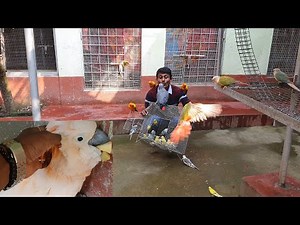 Cockatoo Mating At Open Outdoor Aviary / Budgies Parrot Releasing At Multi Species Birds Aviary.