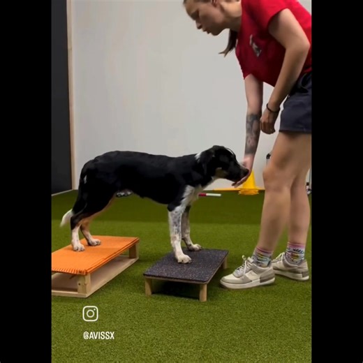 🎉PROVEN AGILITY COURSE - FOR PUPPY OWNERS 🎉 Set your puppy up for a successful agility journey! 🐶 Join hundreds of satisfied students inside our 12-week-long Puppy Goals For Agility online course! Are you with us?! 😁🔥 This online course is designed for those puppy owners who want to take part in agility in the future, would like to make use of their puppy’s early months to set them up for success, and embrace that impressionable young mind of theirs. That's right. You'll build the right fou
