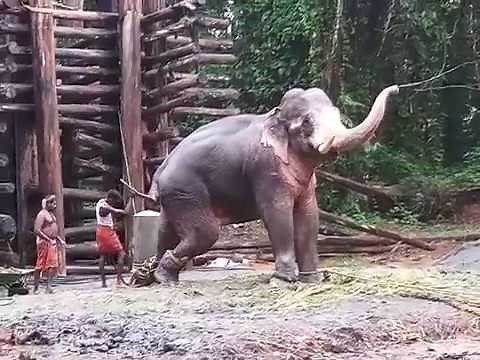 Elephant Training in Kerala || Vlog by Rahul Garg (Life Coach_Personal Development)