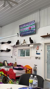 61K views · 4.7K reactions | Bird watching #cagefree #cats #birds #furballfarmpetsanctuary  www.FurballFarmPetSanctuary.com | Furball Farm Cat Sanctuary | Facebook