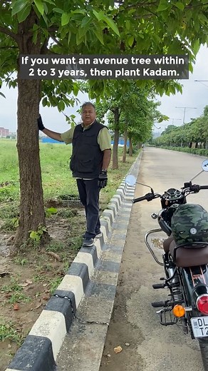 Kadam or burflower tree is one of the best avenue trees to plant. #burflower #floweringtrees #evergreentrees #growtrees #peepalbabasays | Peepal Baba