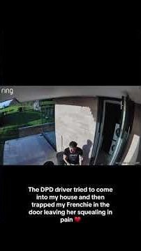 Dpd Driver Traps Frenchie In Door / Owners Reaction