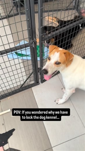 Rescued By Love on Instagram: "Because #Bandit has unlocked a new skill…🔓🐶🤷🏻‍♀️🤦🏻‍♀️🤣 Magic Show assistant for hire!! He works for food & affection, (chew toys would be bonus!)😝 #puppy #puppyoftheday #puppyforadoption #smartpuppy #magic #houdinidog #straysworthsaving #adoptionsaveslives #rescuedbylove"