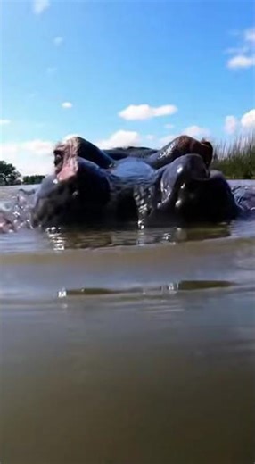 Mother Hippo Destroys Crocodile to Save Her Baby | Raw Nature Power