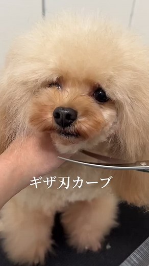 ギザ刃カーブ #トリミング #シザー #ハサミ #プードル #可愛い