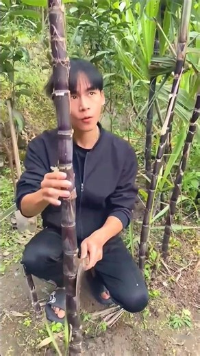 Genius Son's Sugarcane Trick! 😂 #shortsvideo