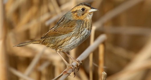 Nelson's Sparrow Identification, All About Birds, Cornell Lab of Ornithology