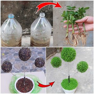 196K views · 7.8K reactions | How to grow rose cuttings in plastic bottles for beginners! | Bloom | Facebook