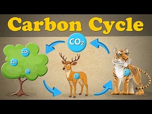 The Carbon Cycle + more videos | #aumsum #kids #science #education #children